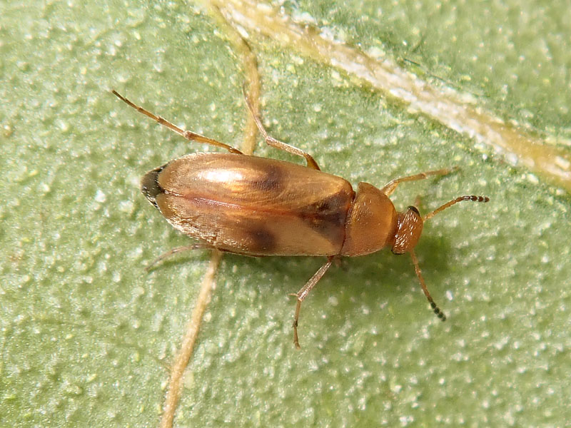 Scraptiidae?? Anaspis sp.
